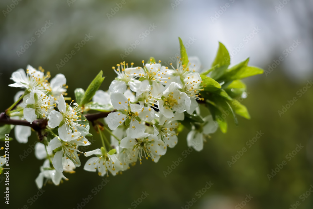 tree blossom tree blossom