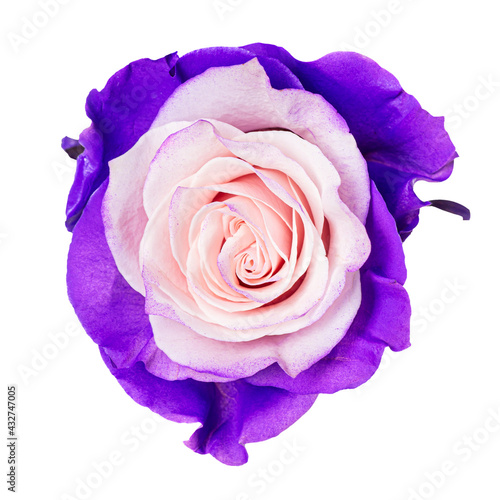 Beautiful pink purple rose bud isolated on white background