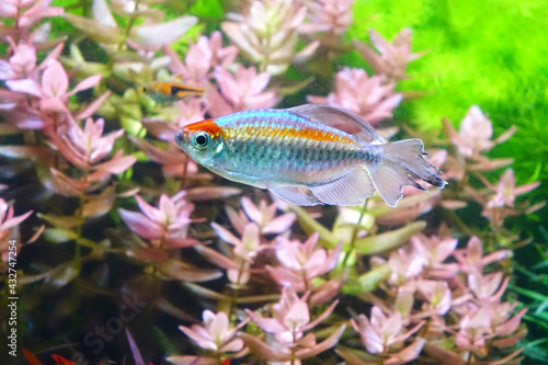 Aquarium fish : Congo tetra fish (Phenacogrammus interruptus)