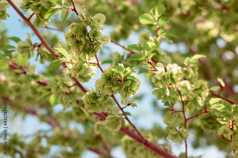 Fototapeta premium Branches of trees with young flowering early foliage.
