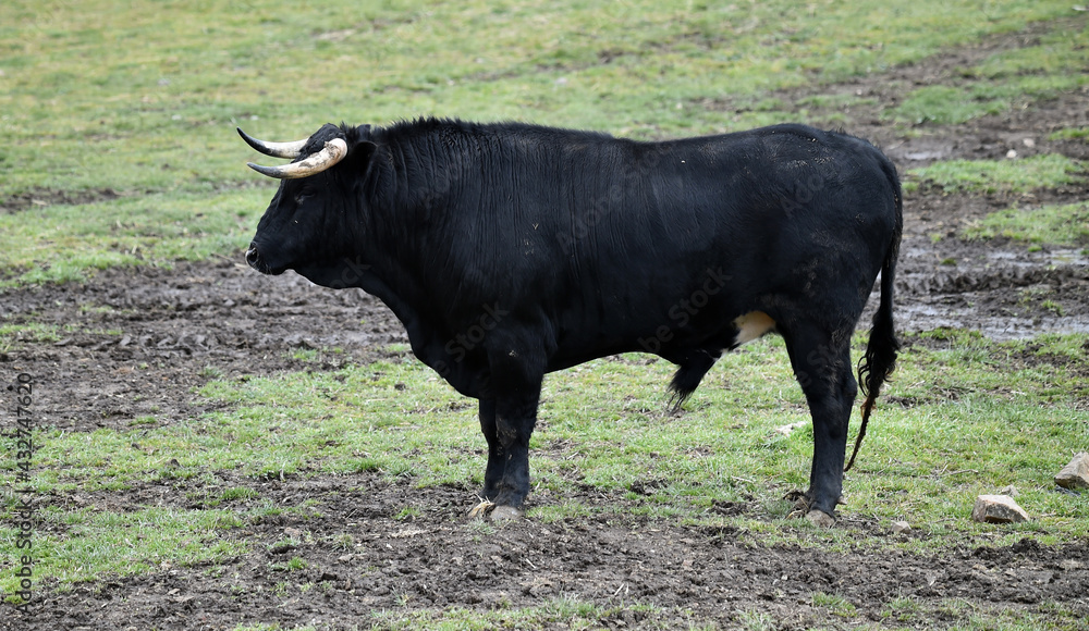 spanish black bull with big horns on the cattle farm spanish black bull with big horns on the cattle farm
