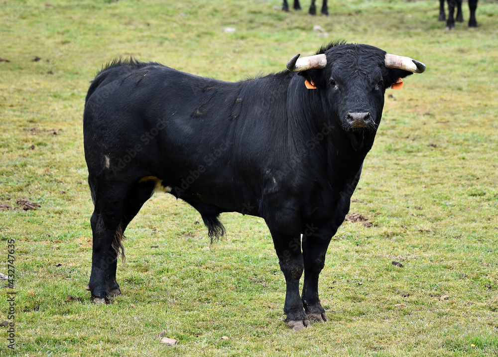 spanish black bull with big horns on the cattle farm