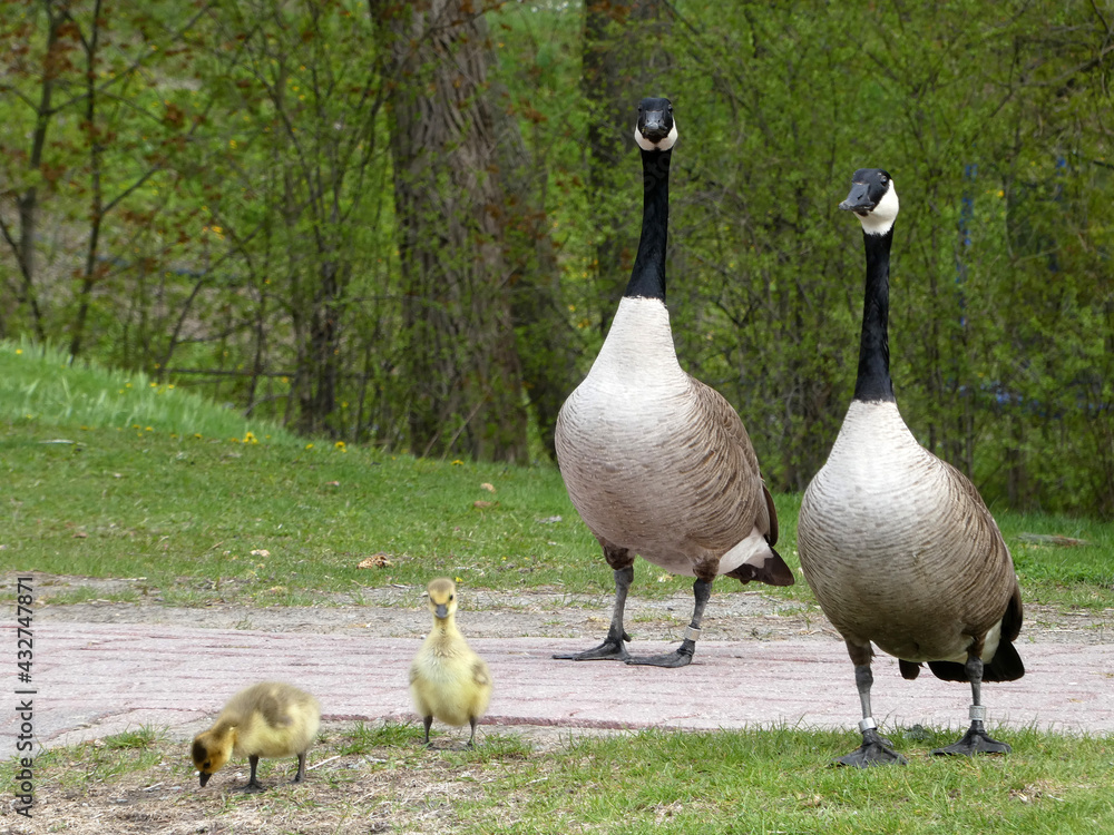 Fototapeta premium Geese family with goslings
