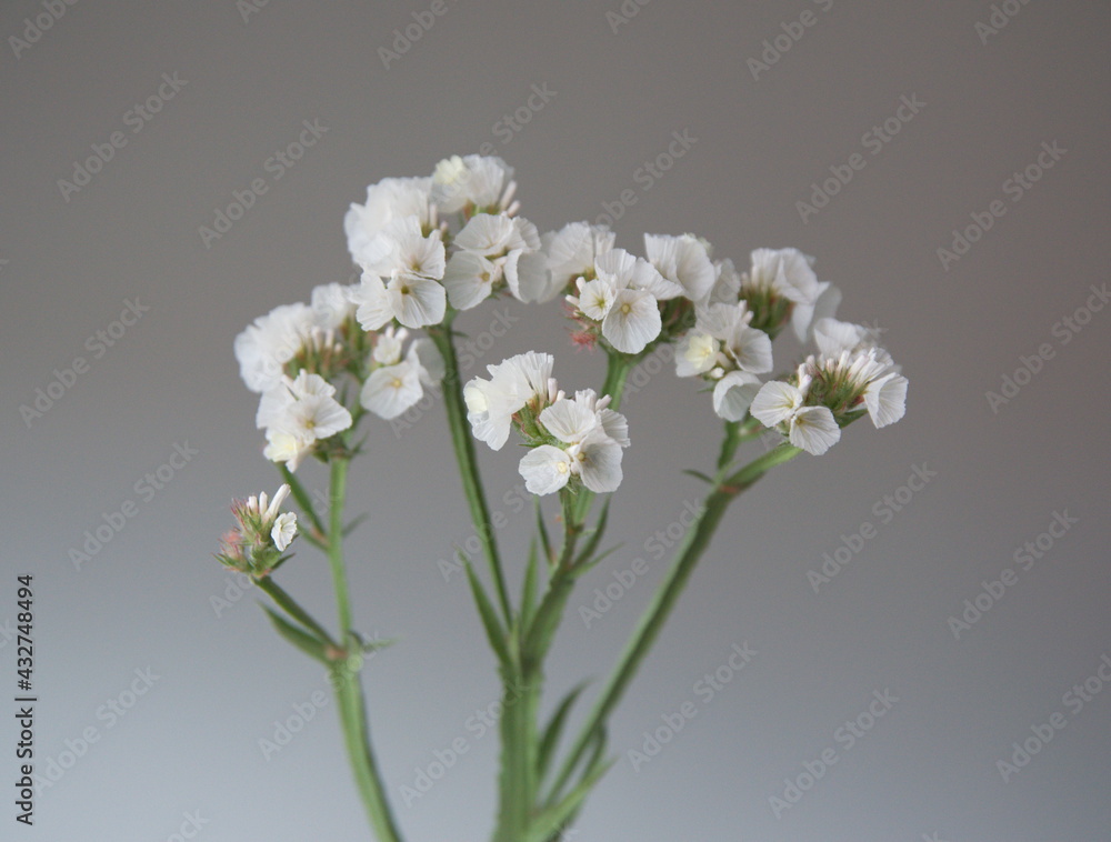White Limonium, sea-lavender, statice, caspia or marsh-rosemary, on grey background White Limonium, sea-lavender, statice, caspia or marsh-rosemary, on grey background