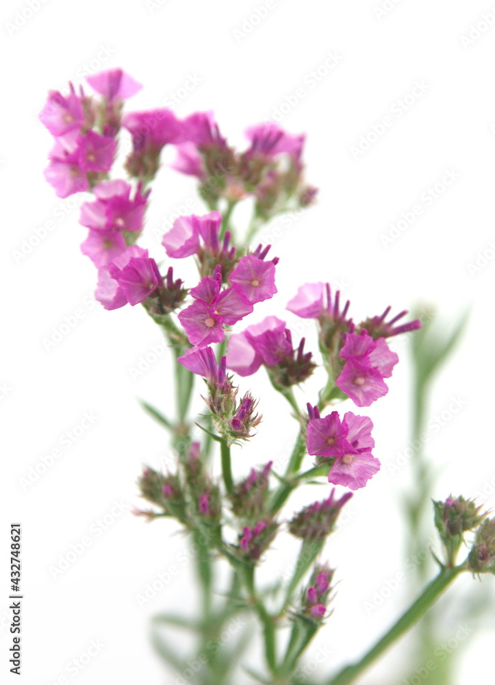 Purple pink Limonium, sea-lavender, statice, caspia or marsh-rosemary, on white background Purple pink Limonium, sea-lavender, statice, caspia or marsh-rosemary, on white background