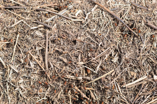 An anthill with running red ants.