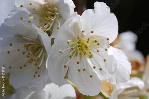 white cherry flower stamens closeup  © Rohit