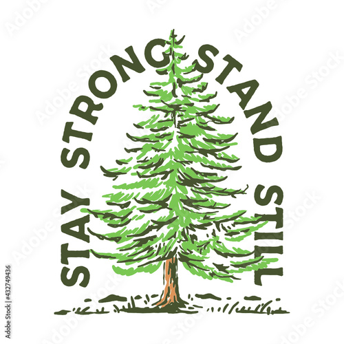Pine tree illustration