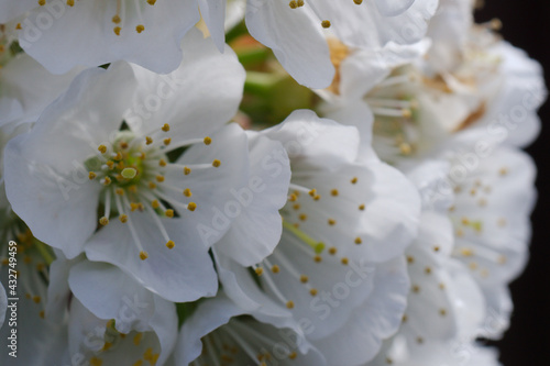 white cherry flower stamens closeup 