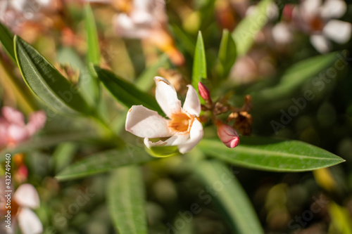 Flowers in the garden 
