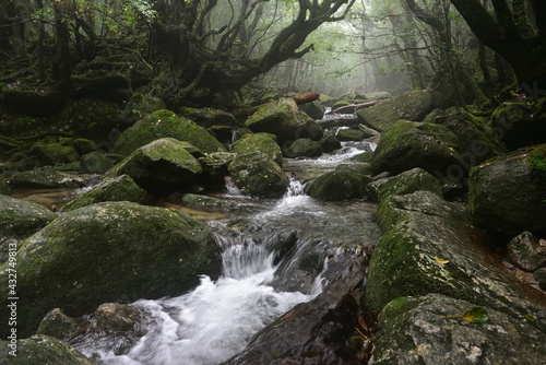 Deep cedar forest of Yakushima  Japan