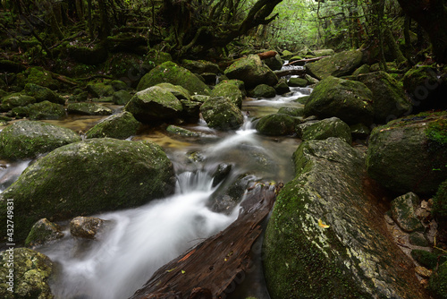 Deep cedar forest of Yakushima  Japan