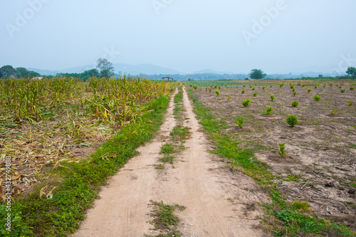 Rural dirt road and grass on both sides of the road. Path in rural fields.