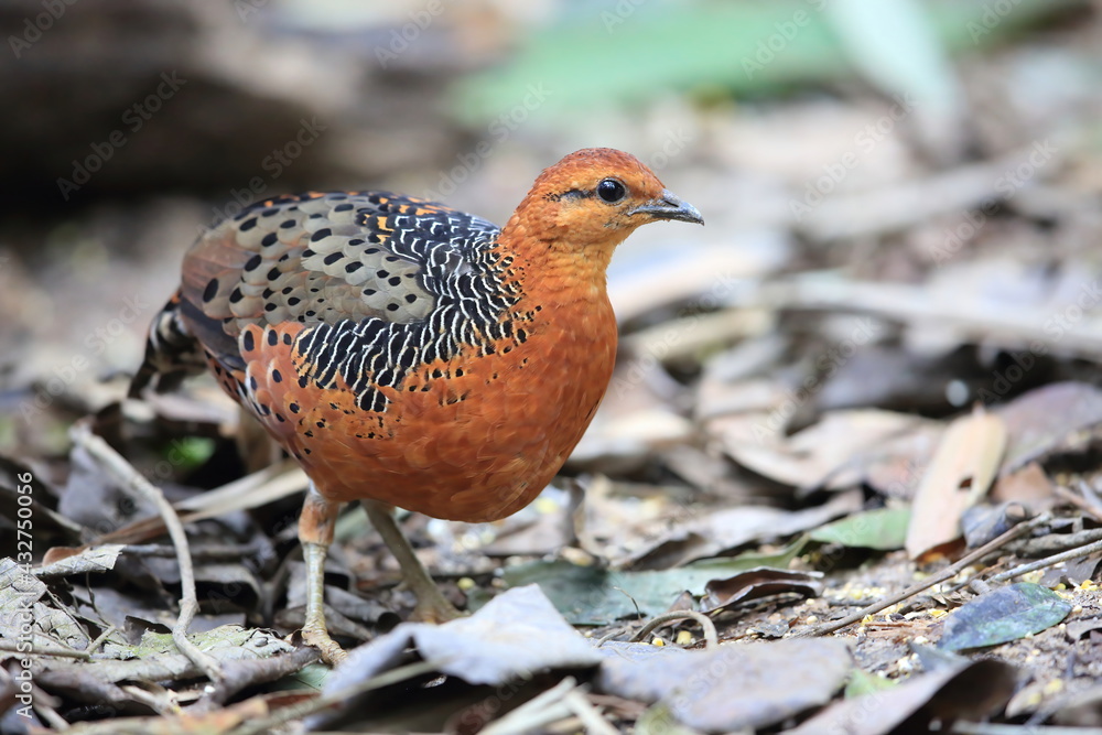 Ferruginous Partridge (Caloperdix oculeus) in Malaysia Ferruginous Partridge (Caloperdix oculeus) in Malaysia