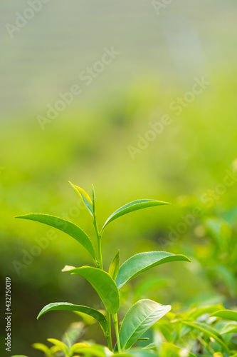 Choose the focus point on the leaf The leaves are fresh green with copy space.Green tea and copy space.
