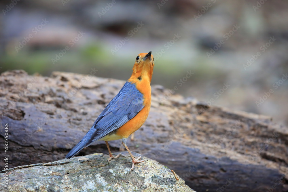 Orange-Headed Thrush (Geokichla citrina innotata) in Malaysia Orange-Headed Thrush (Geokichla citrina innotata) in Malaysia