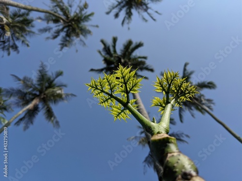 A green plants under the bright clear sky with blurred on background at the garden. Selective focus on plants.