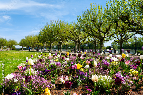 Bild auf Leinwand Rhine Promenade with colorful flowers and meadow near the Nibelungen bridge, Ger