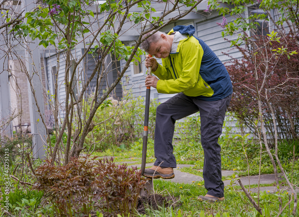Mature Man Digs Hole In New York Garden Mature Man Digs Hole In New York Garden