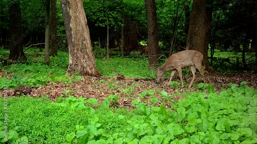 wild whitetail deer in forest in spring wild whitetail deer in forest in spring