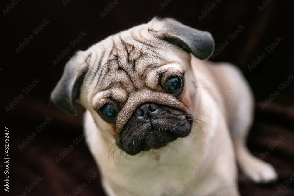 portrait of a cute sad pug puppy on a dark brown background