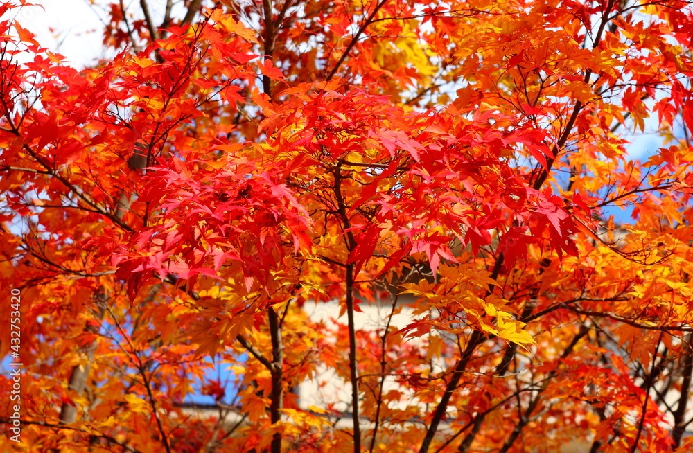 日本、栃木県日光。秋の山の紅葉。真っ赤な樹木と葉っぱ