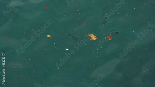 小笠原　海に浮かぶプラスチックごみと流れ藻