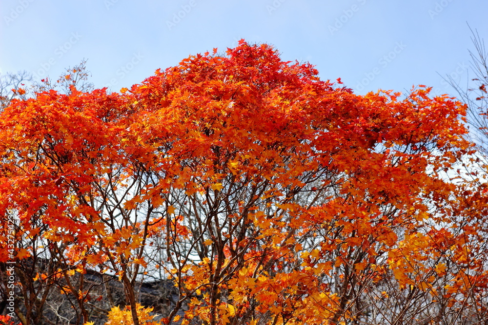 日本、栃木県日光。秋の山の紅葉。真っ赤な樹木と葉っぱ 日本、栃木県日光。秋の山の紅葉。真っ赤な樹木と葉っぱ