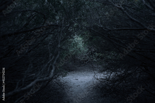 Tangled Thicket of Brush and Branches photo