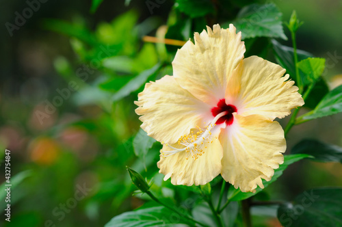 A Beautiful Yellow Hibiscus