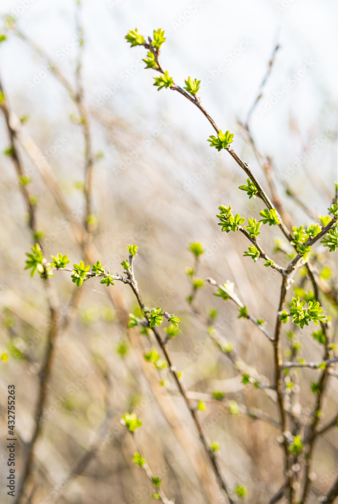 Young foliage on the branches, selective focus. Spring sprout on a sunny day. Spring nature background. Young foliage on the branches, selective focus. Spring sprout on a sunny day. Spring nature background.