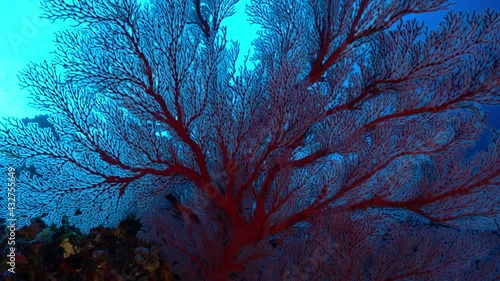 オオイソバナ　小笠原