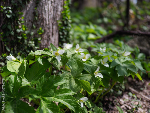 Fototapeta Naklejka Na Ścianę i Meble -  春の林床で咲くオオバナノエンレイソウ