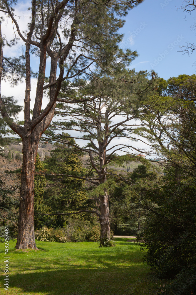 Beautiful trees in spring on the southern coast of Crimea in Yalta Beautiful trees in spring on the southern coast of Crimea in Yalta