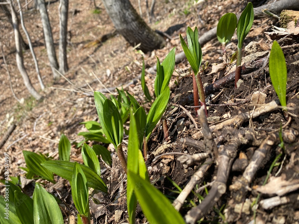 Obraz premium 行者ニンニク 