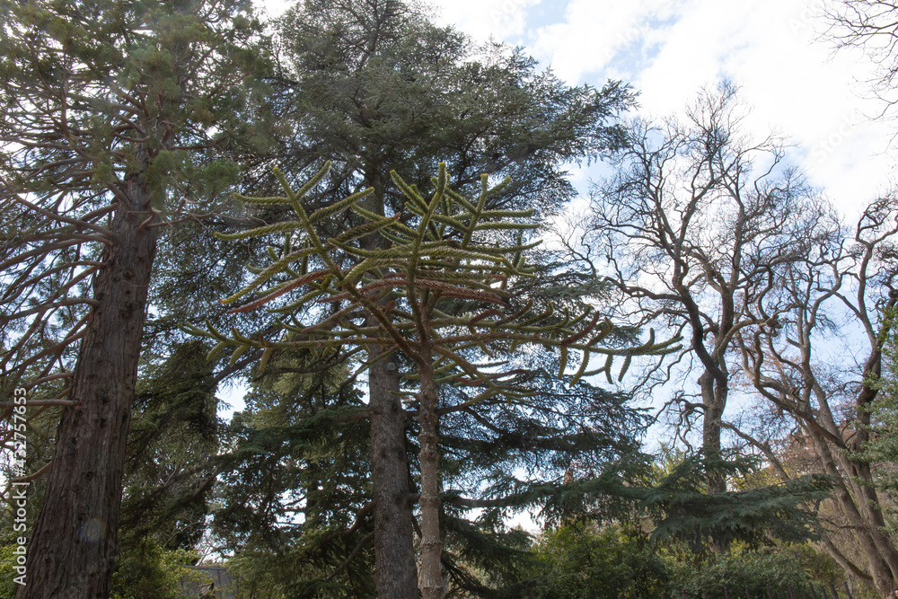 Beautiful trees in spring on the southern coast of Crimea in Yalta Beautiful trees in spring on the southern coast of Crimea in Yalta