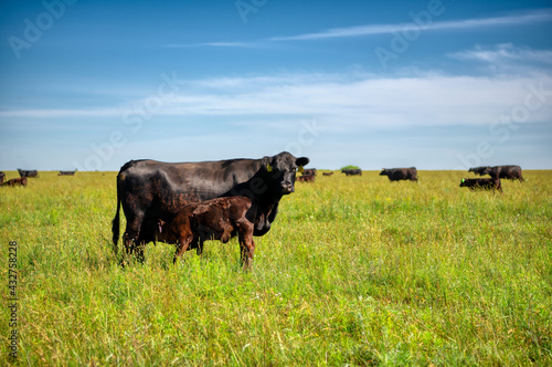 Obraz na płótnie A black angus cow and calf graze on a green meadow.