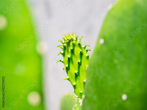 Close-up beautiful cactus flower.