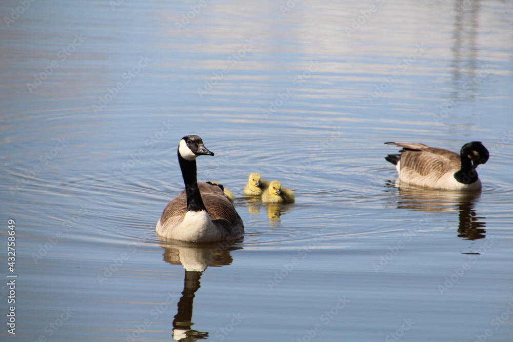 Young Family Of Geese, Pylypow Wetlands, Edmonton, Alberta Young Family Of Geese, Pylypow Wetlands, Edmonton, Alberta