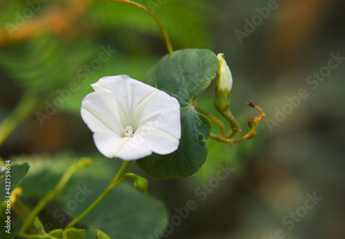 White morning glory, Turbina corymbosa flower(Christmas Vine)	
 photo