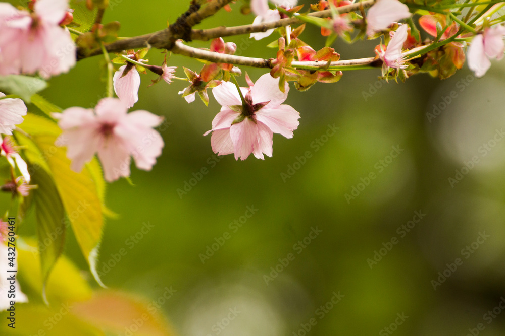 pale pink blooming mirabelle flowers - obrazy, fototapety, plakaty 