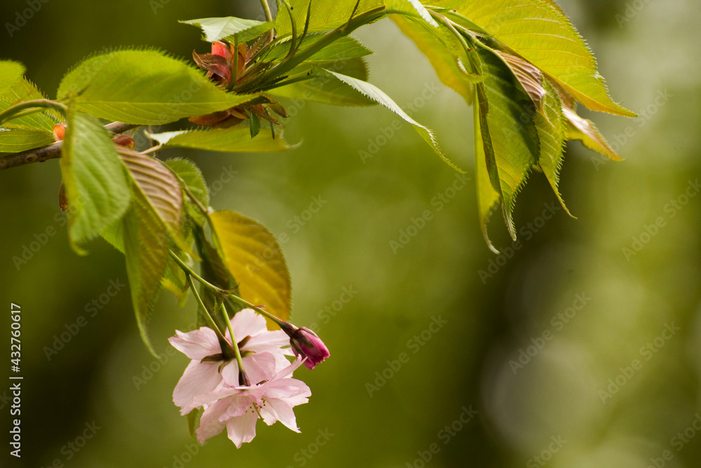 pale pink blooming mirabelle flowers pale pink blooming mirabelle flowers