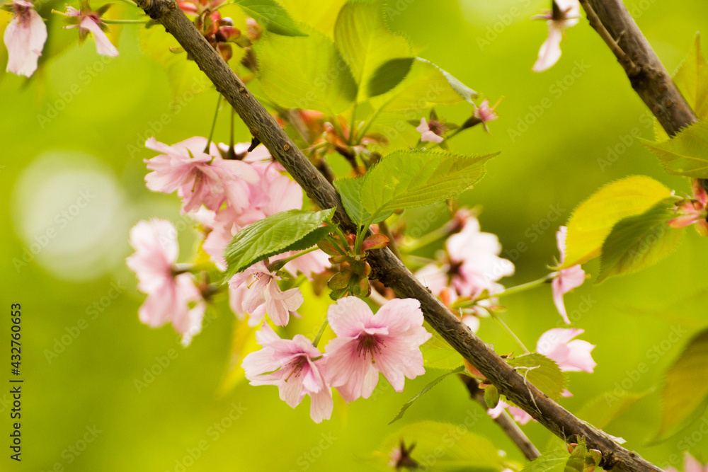 pale pink blooming mirabelle flowers - obrazy, fototapety, plakaty 