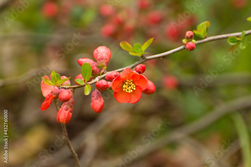red flowers of blooming quince on a background of branches