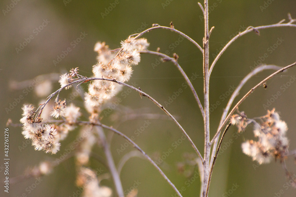 dry plants against the backdrop of green nature dry plants against the backdrop of green nature