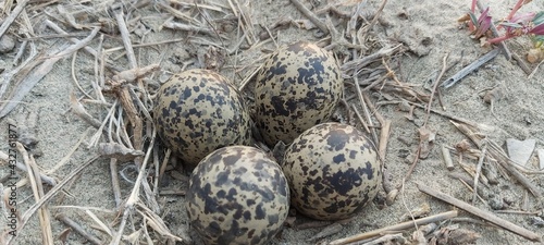 Red Wattled Lapwing Bird Vanellus indicus Eggs in the nest for hatching