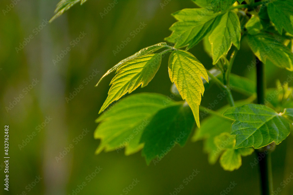 acer negundo leaves on a green nature background acer negundo leaves on a green nature background