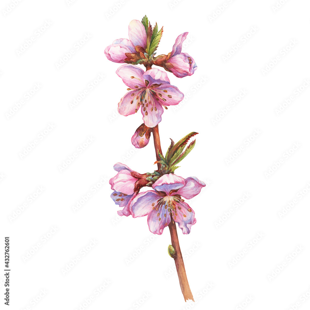 Close-up, branch of the peach tree blossoms. Beautiful pink peach flowers  in spring (known as Prunus persica, Persian apple). Watercolor hand drawn  painting illustration isolated on white background. Stock Illustration |  Adobe