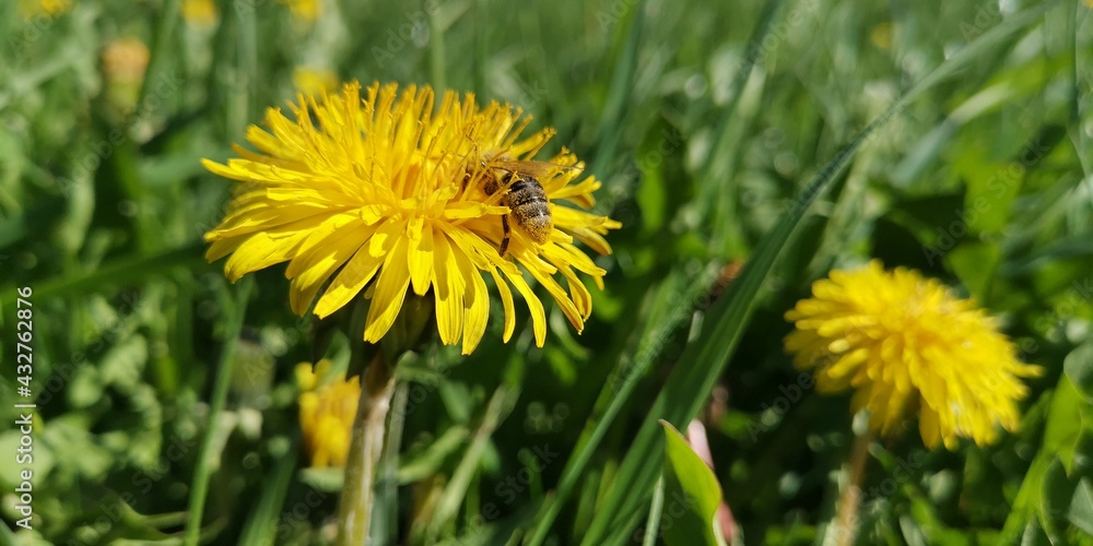 dandelions in the grass dandelions in the grass