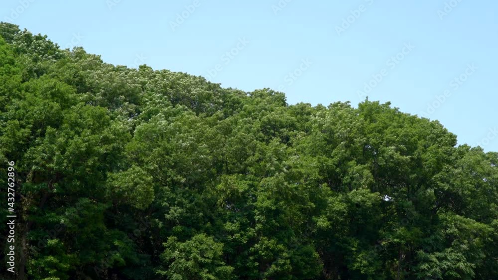 Mountain trees swaying in the early summer breeze Mountain trees swaying in the early summer breeze